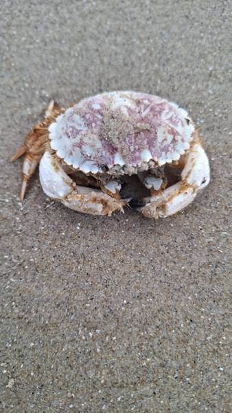 Strandjutten in Callantsoog